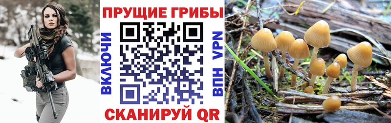 купить   Жиздра  Галлюциногенные грибы прущие грибы 